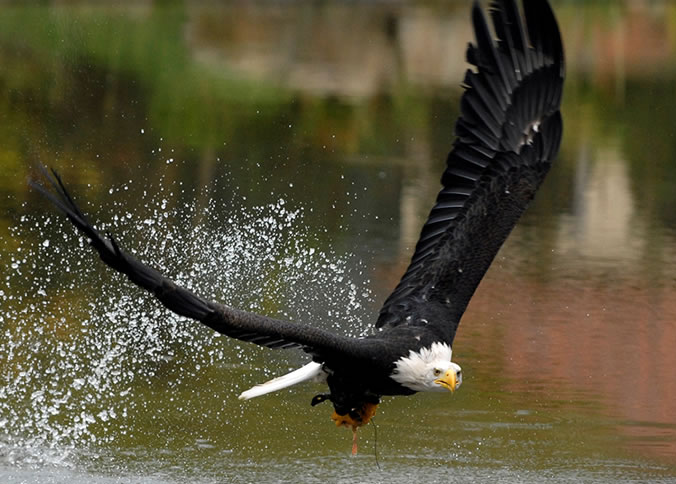 Avifauna