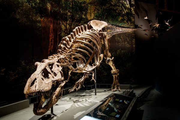 Naturalis T-Rex