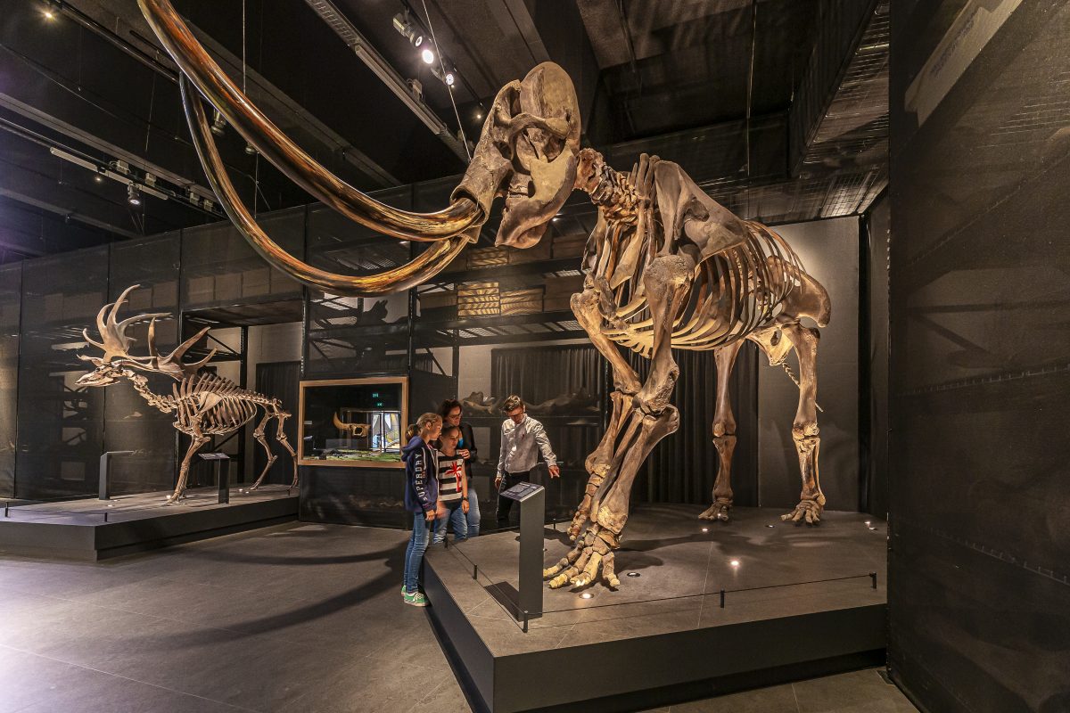 Naturalis Mammoet