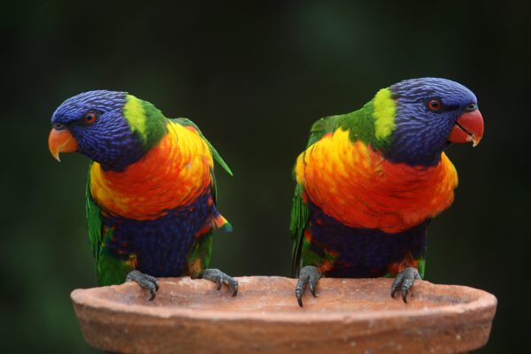 Birds Avifauna