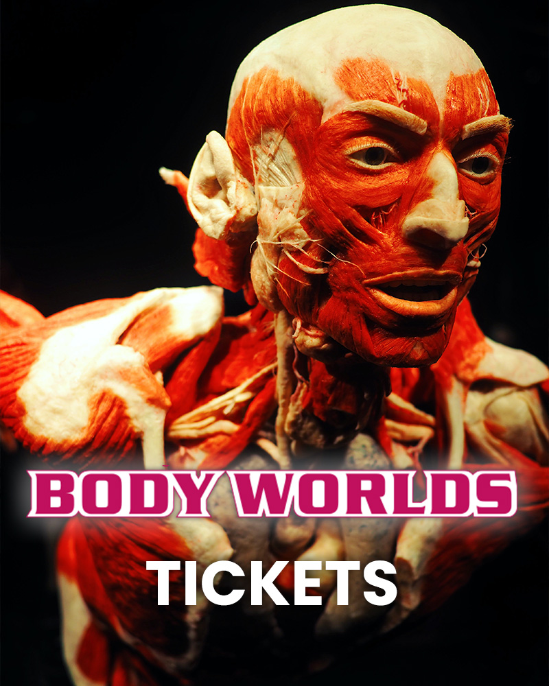 Musea Tickets Body Worlds